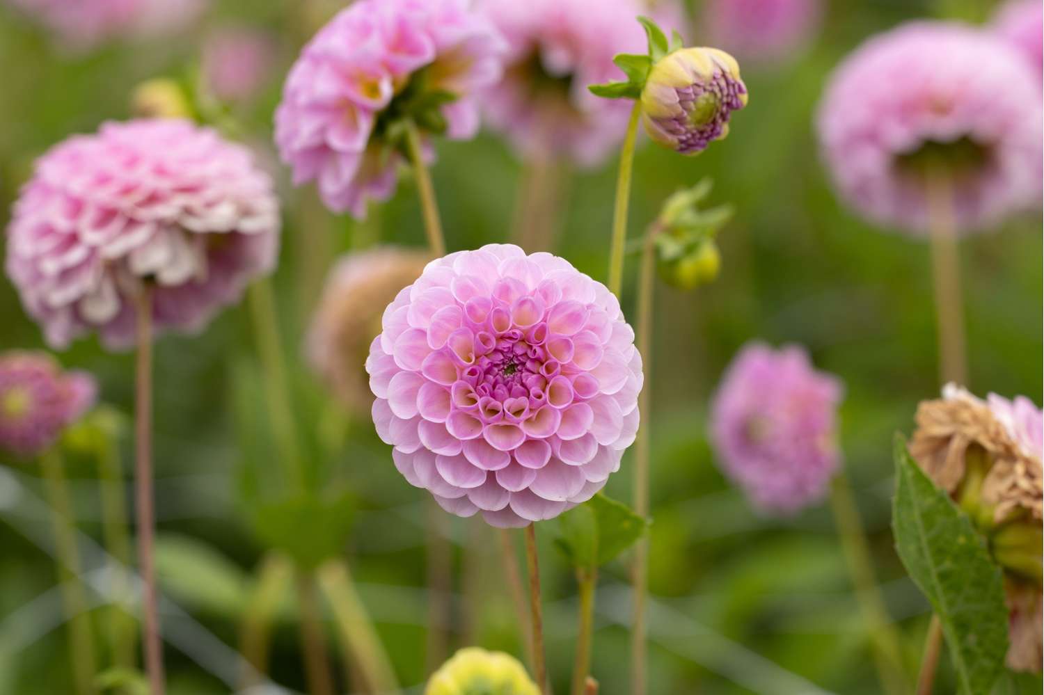 Dahlie 'Stolze Von Berlin'